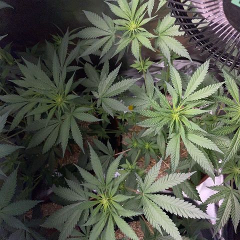 Girl Scout Cookies Fem by KilliczGe growlog timeline photo