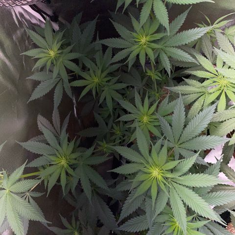 Tangerine Dream Fem by KilliczGe growlog timeline photo