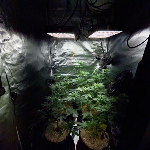 Girl Scout Cookies Fem by KilliczGe growlog timeline photo