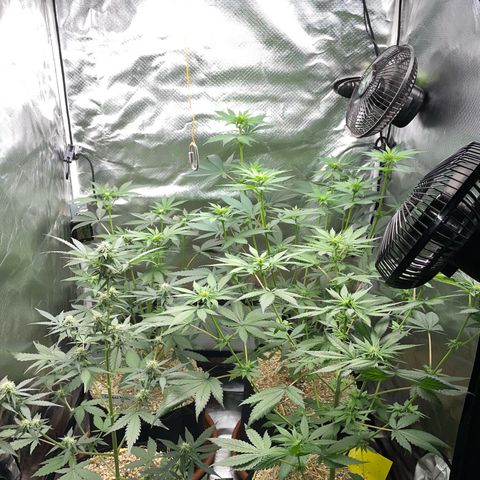 Girl Scout Cookies Fem by KilliczGe growlog timeline photo