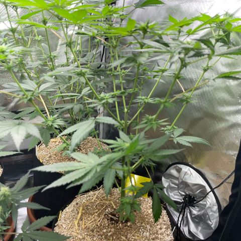 Girl Scout Cookies Fem by KilliczGe growlog timeline photo