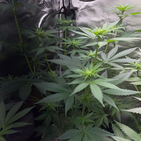 Tangerine Dream Fem by KilliczGe growlog timeline photo