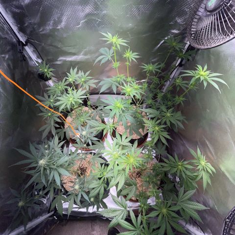 Girl Scout Cookies Fem by KilliczGe growlog timeline photo