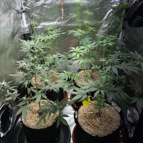 Girl Scout Cookies Fem by KilliczGe growlog timeline photo