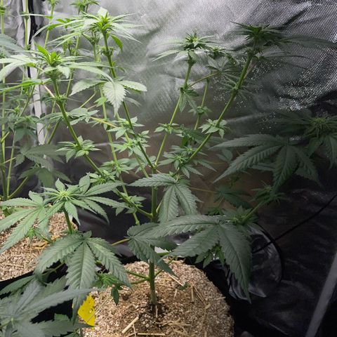 Girl Scout Cookies Fem by KilliczGe growlog timeline photo