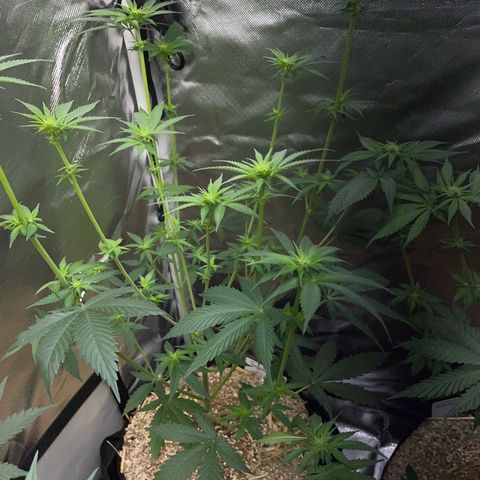 Tangerine Dream Fem by KilliczGe growlog timeline photo
