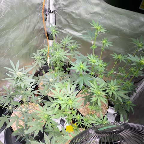 Girl Scout Cookies Fem by KilliczGe growlog timeline photo
