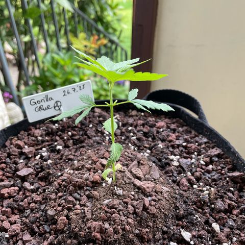 Late Outdoor season 25 - turned inside :D 1 AK48#2 auto  growlog timeline photo