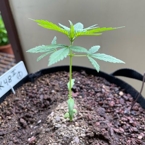 Late Outdoor season 25 - turned inside :D 1 AK48#2 auto  growlog timeline photo