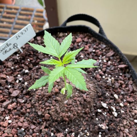Late Outdoor season 25 - turned inside :D 1 AK48#2 auto  growlog timeline photo