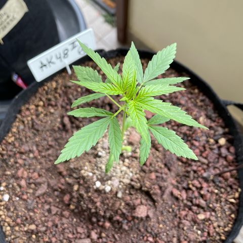 Late Outdoor season 25 - turned inside :D 1 AK48#2 auto  growlog timeline photo