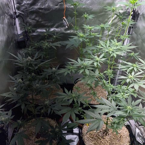 Girl Scout Cookies Fem by KilliczGe growlog timeline photo
