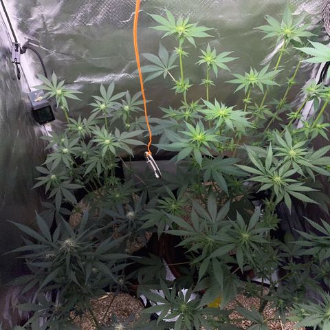 Girl Scout Cookies Fem by KilliczGe growlog timeline photo