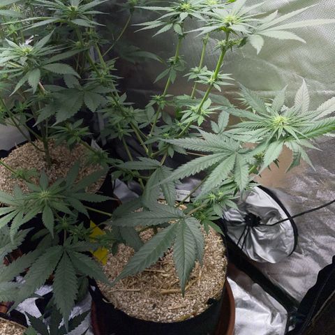 Girl Scout Cookies Fem by KilliczGe growlog timeline photo