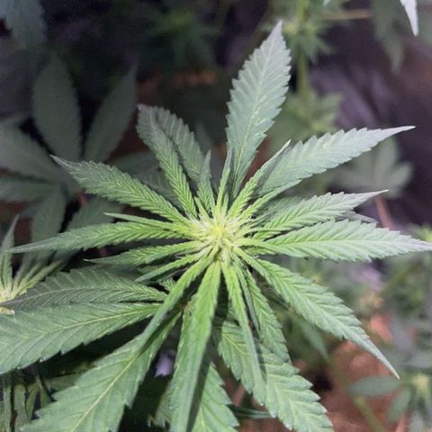 Girl Scout Cookies Fem by KilliczGe growlog timeline photo