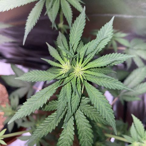 Girl Scout Cookies Fem by KilliczGe growlog timeline photo