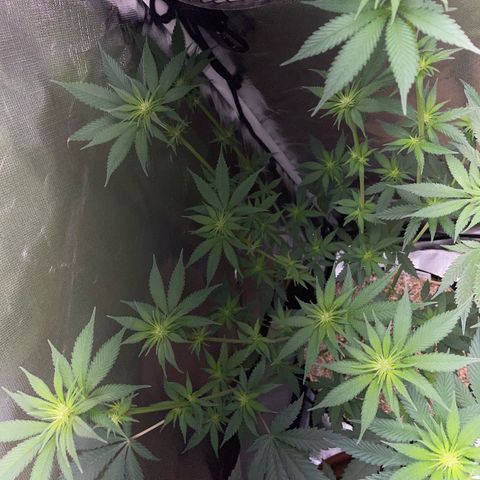 Tangerine Dream Fem by KilliczGe growlog timeline photo