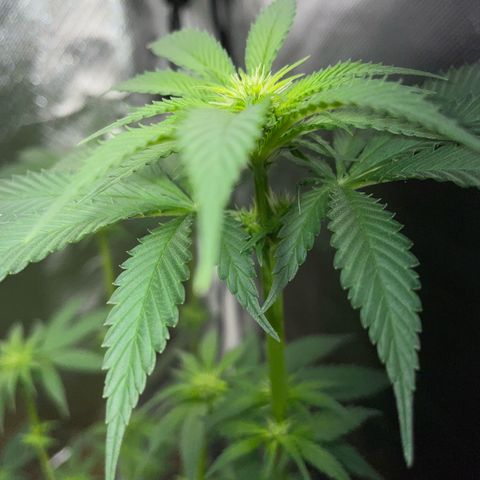 Tangerine Dream Fem by KilliczGe growlog timeline photo