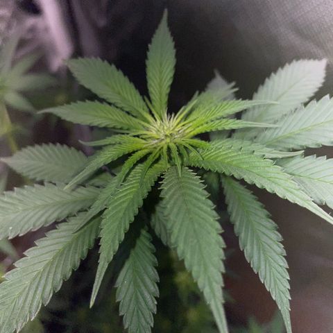Tangerine Dream Fem by KilliczGe growlog timeline photo