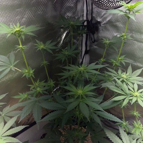 Tangerine Dream Fem by KilliczGe growlog timeline photo