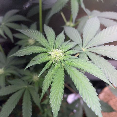 Cereal Milk Fem by KilliczGe growlog timeline photo