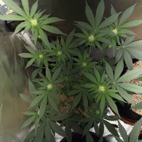 Cereal Milk Fem by KilliczGe growlog timeline photo