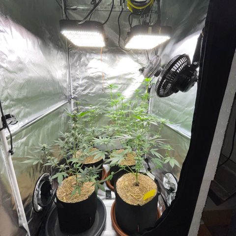 Girl Scout Cookies Fem by KilliczGe growlog timeline photo