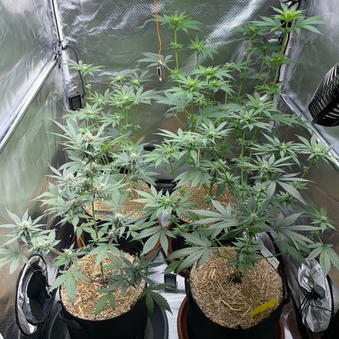 Girl Scout Cookies Fem by KilliczGe growlog timeline photo
