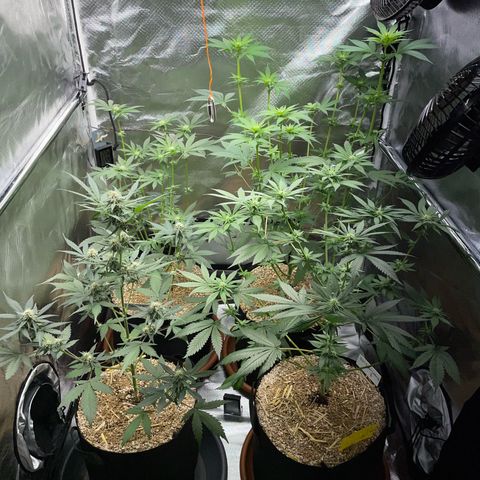 Girl Scout Cookies Fem by KilliczGe growlog timeline photo