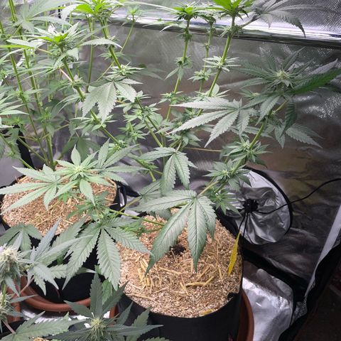 Girl Scout Cookies Fem by KilliczGe growlog timeline photo