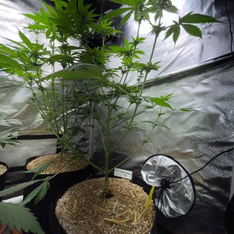 Girl Scout Cookies Fem by KilliczGe growlog timeline photo