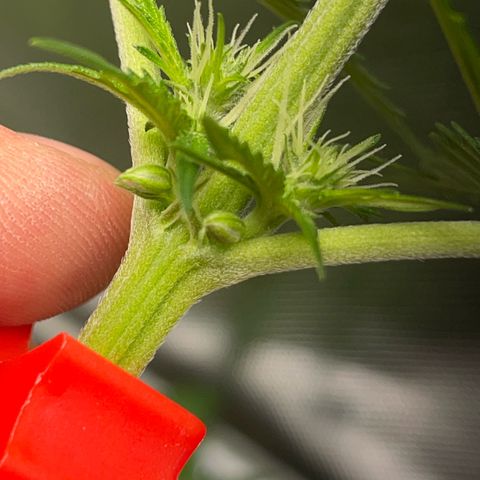 Tangerine Dream Fem by KilliczGe growlog timeline photo