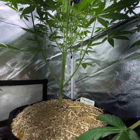 Tangerine Dream Fem by KilliczGe growlog timeline photo