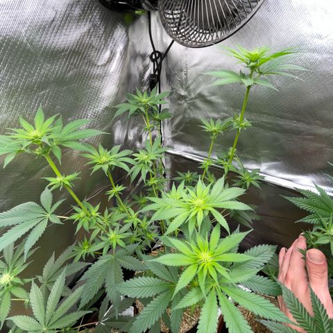 Tangerine Dream Fem by KilliczGe growlog timeline photo