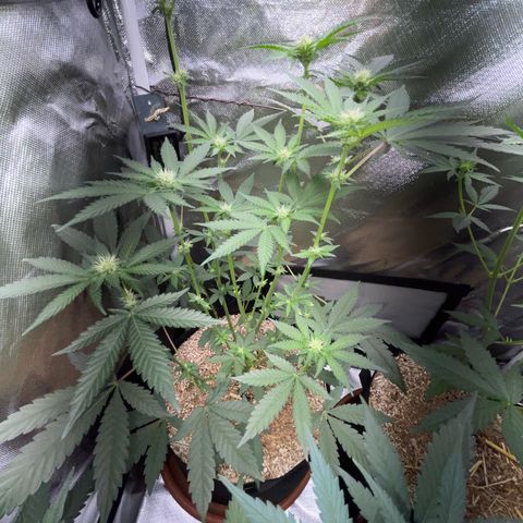Cereal Milk Fem by KilliczGe growlog timeline photo