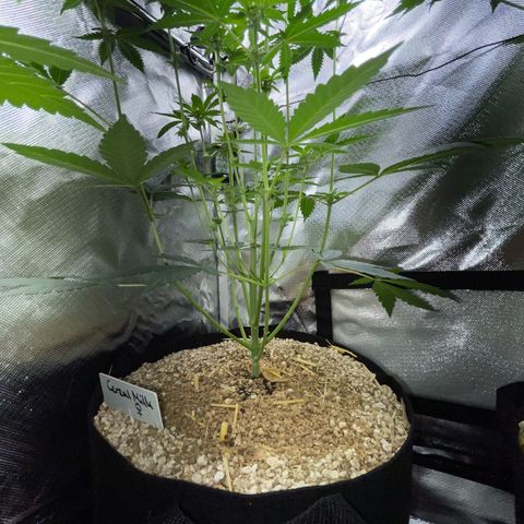 Cereal Milk Fem by KilliczGe growlog timeline photo