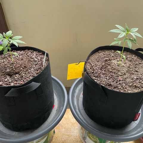 Late Outdoor season 25 - turned inside :D 1 AK48#2 auto  growlog timeline photo