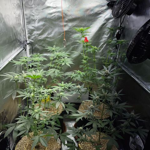 Girl Scout Cookies Fem by KilliczGe growlog timeline photo