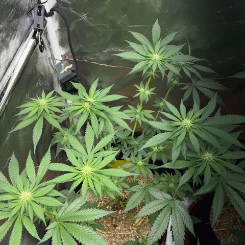 Girl Scout Cookies Fem by KilliczGe growlog timeline photo
