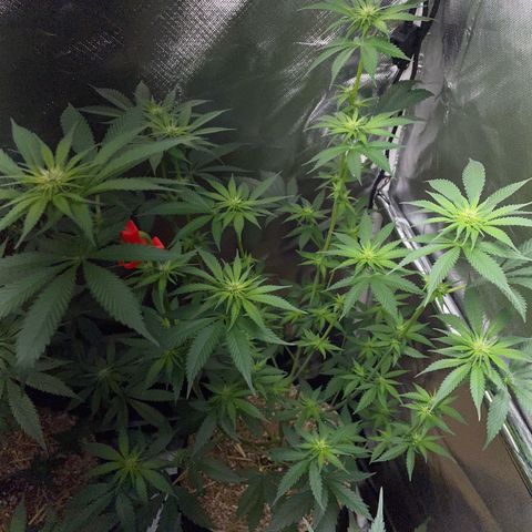 Tangerine Dream Fem by KilliczGe growlog timeline photo