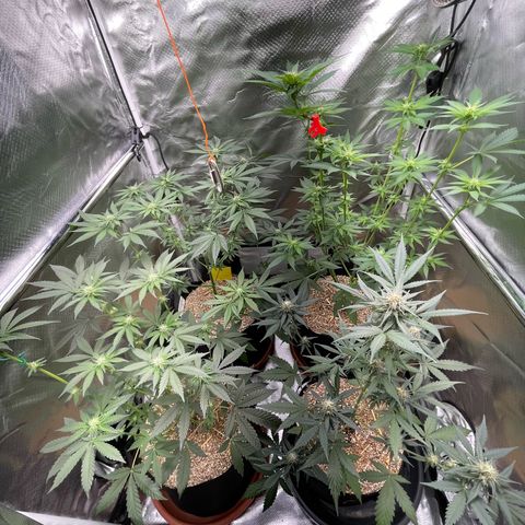 Girl Scout Cookies Fem by KilliczGe growlog timeline photo
