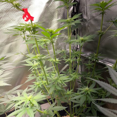 Tangerine Dream Fem by KilliczGe growlog timeline photo