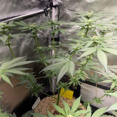 Girl Scout Cookies Fem by KilliczGe growlog timeline photo