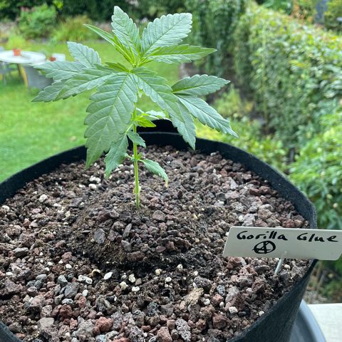 Late Outdoor season 25 - turned inside :D 1 AK48#2 auto  growlog timeline photo