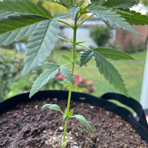 Late Outdoor season 25 - turned inside :D 1 AK48#2 auto  growlog timeline photo