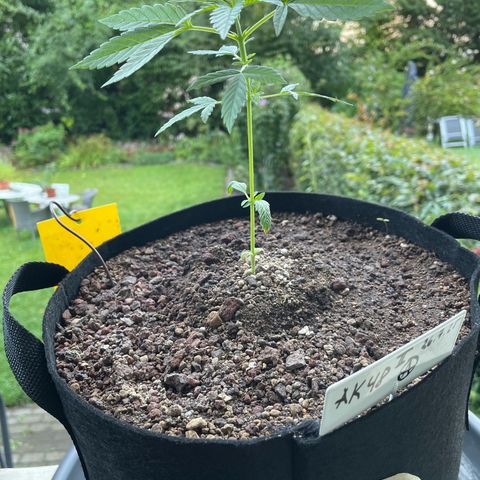 Late Outdoor season 25 - turned inside :D 1 AK48#2 auto  growlog timeline photo