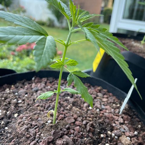 Late Outdoor season 25 - turned inside :D 1 AK48#2 auto  growlog timeline photo