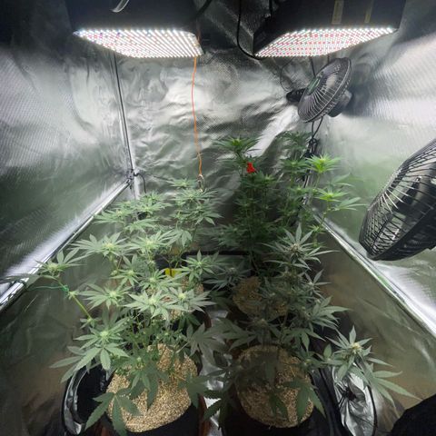 Girl Scout Cookies Fem by KilliczGe growlog timeline photo
