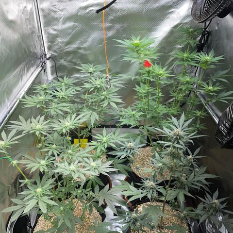 Girl Scout Cookies Fem by KilliczGe growlog timeline photo