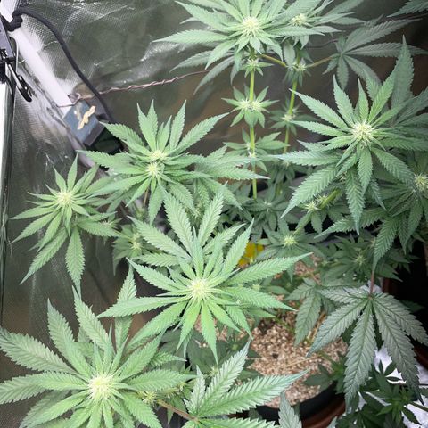 Girl Scout Cookies Fem by KilliczGe growlog timeline photo